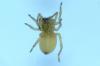 Cheiracanthium pennyi